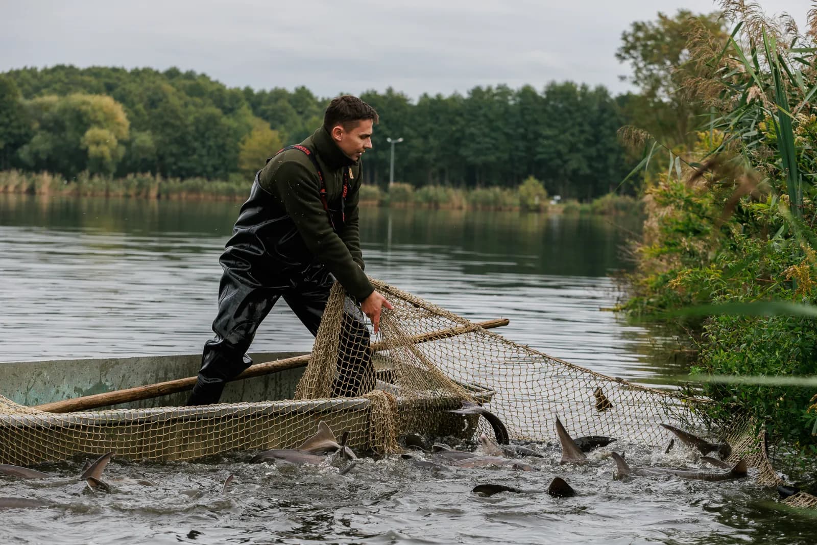 An Antonius farmer holding a sturgeon in open lake water